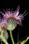 Swamp thistle